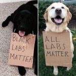 Labs.jpg