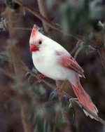 Albino cardinal_1574914691265.jpg